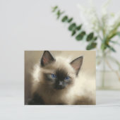 Graad van innocentie Siamese Kitten-portret Briefkaart (Staand voorkant)