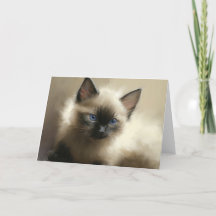 Graad van ongemak Siamese Kitten Portret Kaart