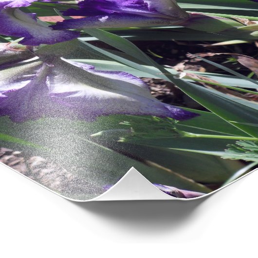 Graaf van Essex Irissen Foto Afdruk (Hoek)