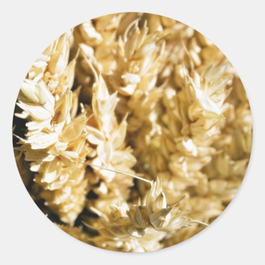 Graan Plant Seed Ronde Sticker (Voorkant)