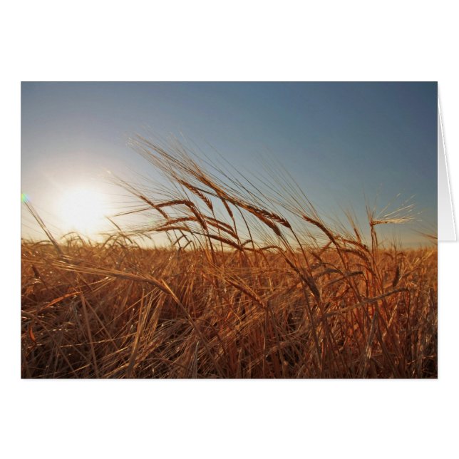 Graanveld (Voorkant Horizontaal)