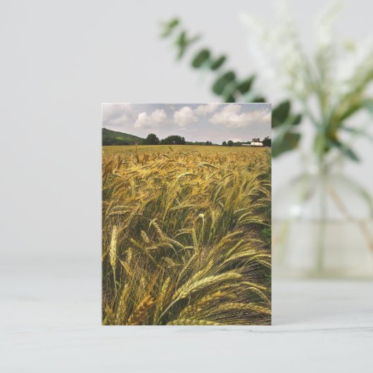 Graanveld Briefkaart (Staand voorkant)