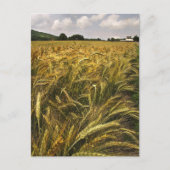 Graanveld Briefkaart (Voorkant)