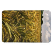 Graanveld Magneet (Horizontaal)