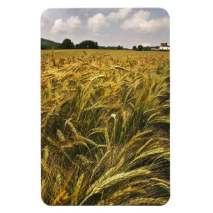 Graanveld Magneet