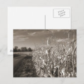 Graanvelden Briefkaart (Voorkant / Achterkant)