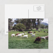 Graasgeiten Briefkaart (Voorkant / Achterkant)