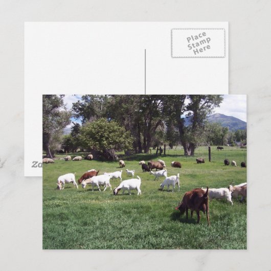 Graasgeiten Briefkaart (Voorkant / Achterkant)