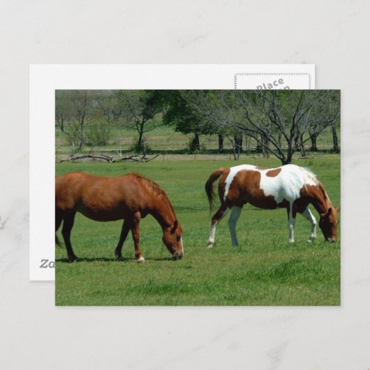 Graaskastanje en pinto briefkaart (Voorkant / Achterkant)