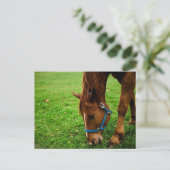 Graaskastanje met streep briefkaart (Staand voorkant)