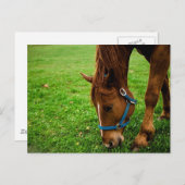 Graaskastanje met streep briefkaart (Voorkant / Achterkant)