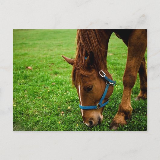 Graaskastanje met streep briefkaart (Voorkant)