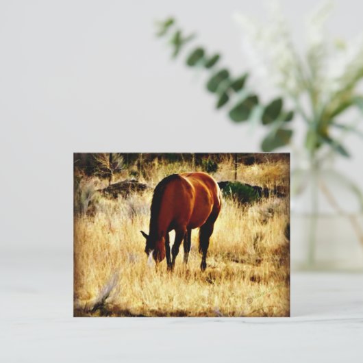 Graaspaard Briefkaart (Staand voorkant)