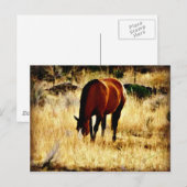 Graaspaard Briefkaart (Voorkant / Achterkant)