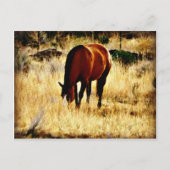 Graaspaard Briefkaart (Voorkant)