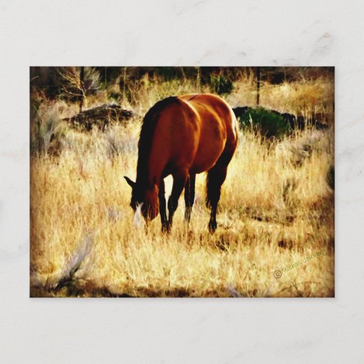 Graaspaard Briefkaart (Voorkant)
