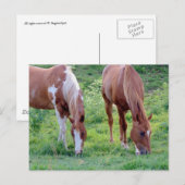 Graaspaarden Briefkaart (Voorkant / Achterkant)