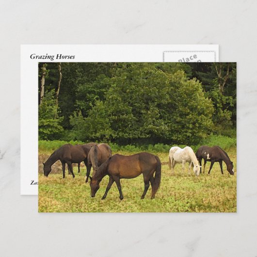 Graaspaarden Briefkaart (Voorkant / Achterkant)