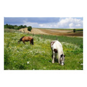 Graaspaarden Foto Afdruk (Voorkant)