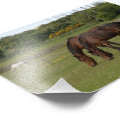 Graaspaarden Foto Afdruk (Hoek)