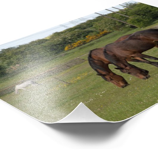 Graaspaarden Foto Afdruk (Hoek)