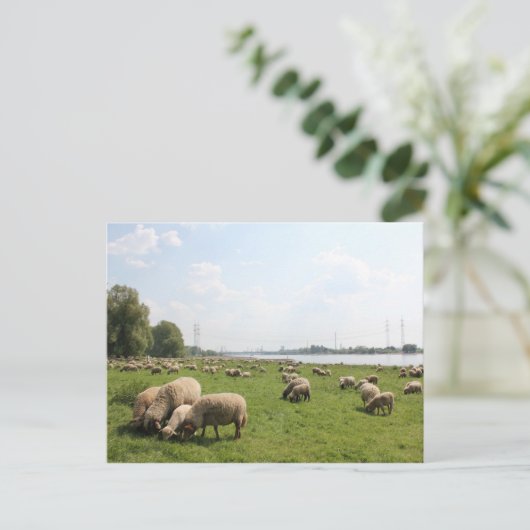 Graasschapen op de Rijn Briefkaart (Staand voorkant)