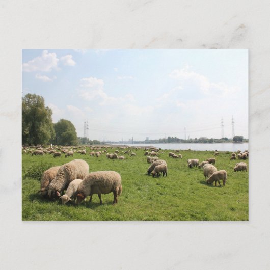 Graasschapen op de Rijn Briefkaart (Voorkant)