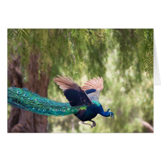 Grace (Voorkant Horizontaal)