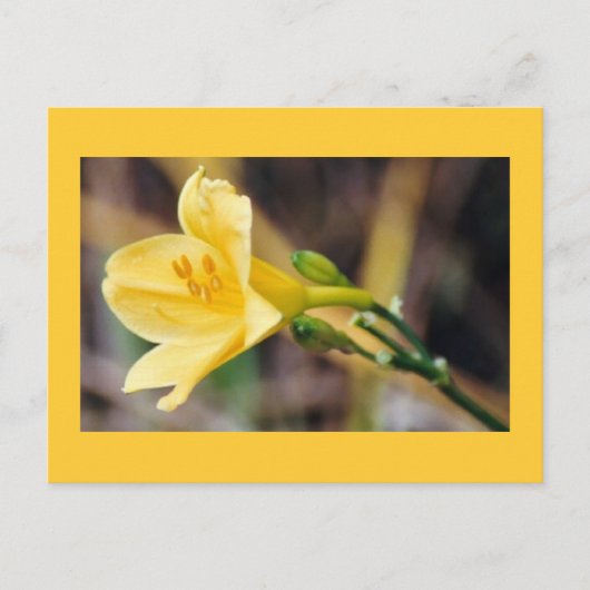 Grace Briefkaart (Voorkant)