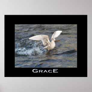 GRACE Zee-Gull Landing Photo Poster
