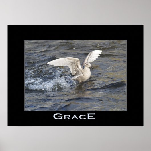 GRACE Zee-Gull Landing Photo Poster (Voorkant)