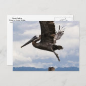 Graceful Brown Pelican Briefkaart (Voorkant / Achterkant)