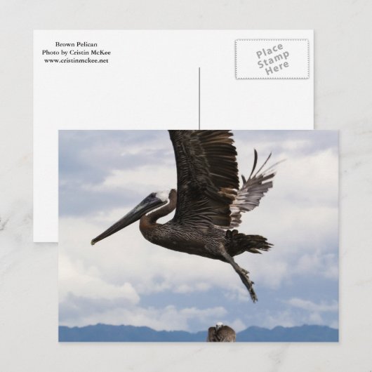 Graceful Brown Pelican Briefkaart (Voorkant / Achterkant)