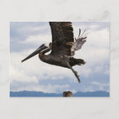 Graceful Brown Pelican Briefkaart (Voorkant)