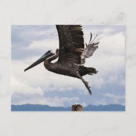 Graceful Brown Pelican Briefkaart