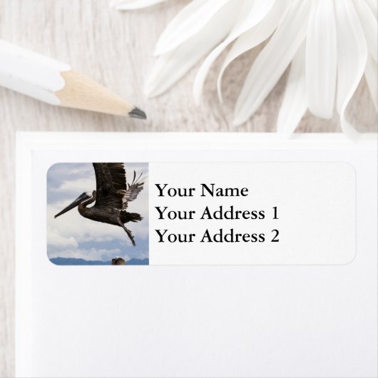 Graceful Brown Pelican Etiket (Insitu)