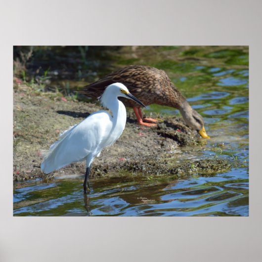 Graceful Egret bird and Duck Poster (Voorkant)