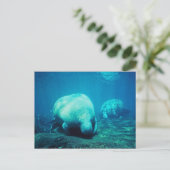Graceful Florida Manatees Post Card Briefkaart (Staand voorkant)