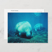 Graceful Florida Manatees Post Card Briefkaart (Voorkant / Achterkant)
