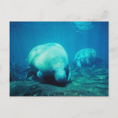 Graceful Florida Manatees Post Card Briefkaart (Voorkant)