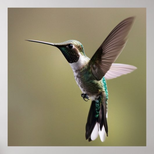Graceful Hummingbird - Natuur Fotografie Poster (Voorkant)