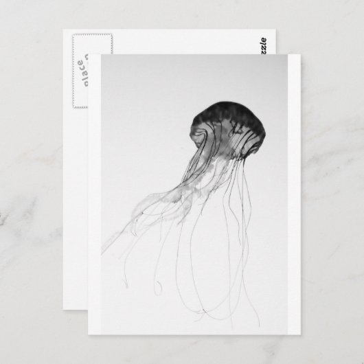Graceful Jellyfish Briefkaart (Voorkant / Achterkant)