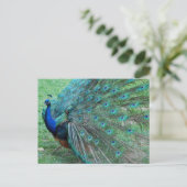 Graceful pauock paradisiac-vogel briefkaart (Staand voorkant)