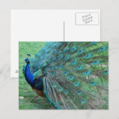 Graceful pauock paradisiac-vogel briefkaart (Voorkant / Achterkant)