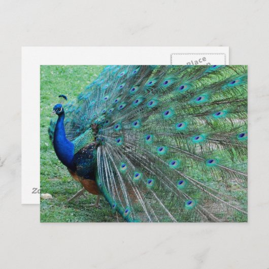 Graceful pauock paradisiac-vogel briefkaart (Voorkant / Achterkant)