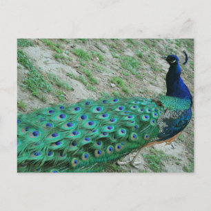Graceful pauock paradisiac-vogel briefkaart