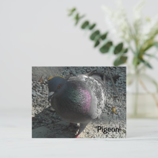 Graceful Pigeon Briefkaart (Staand voorkant)