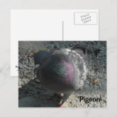 Graceful Pigeon Briefkaart (Voorkant / Achterkant)