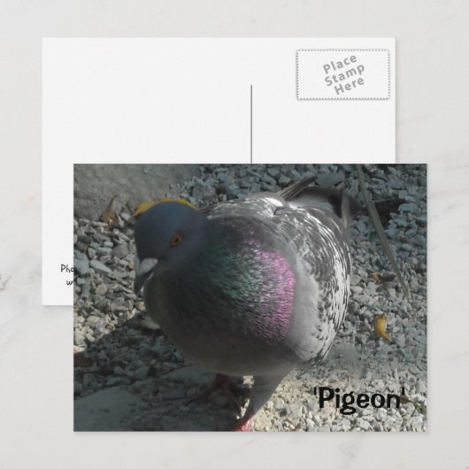 Graceful Pigeon Briefkaart (Voorkant / Achterkant)