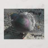 Graceful Pigeon Briefkaart (Voorkant)
